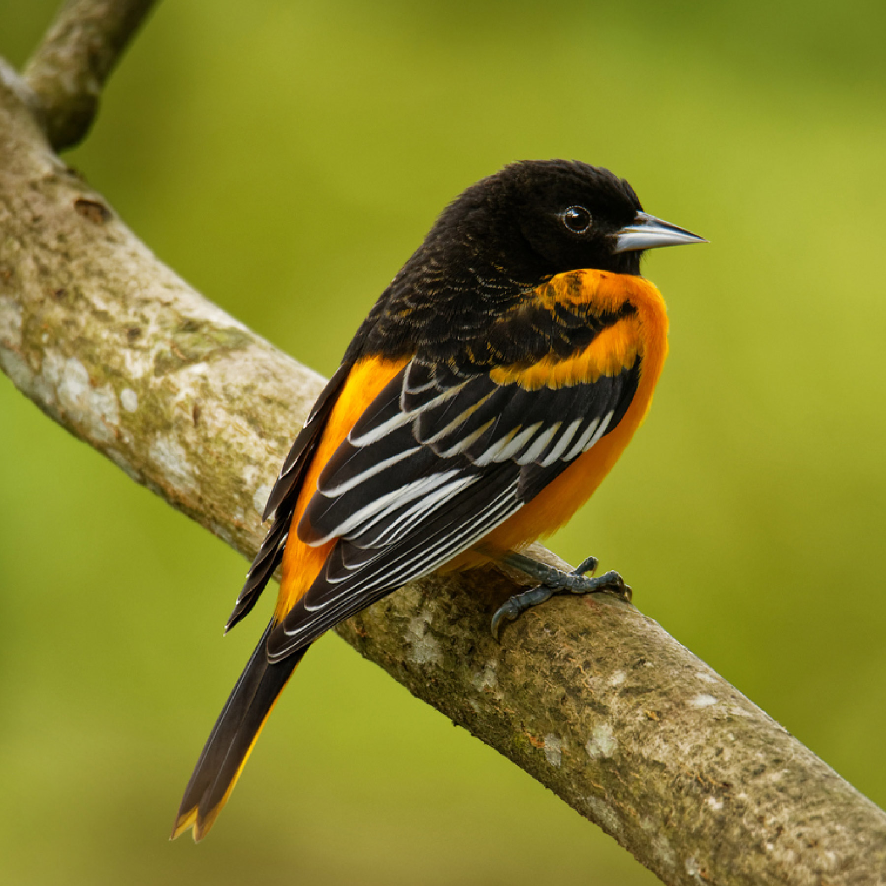 Black and orange bird sitting on tree branch