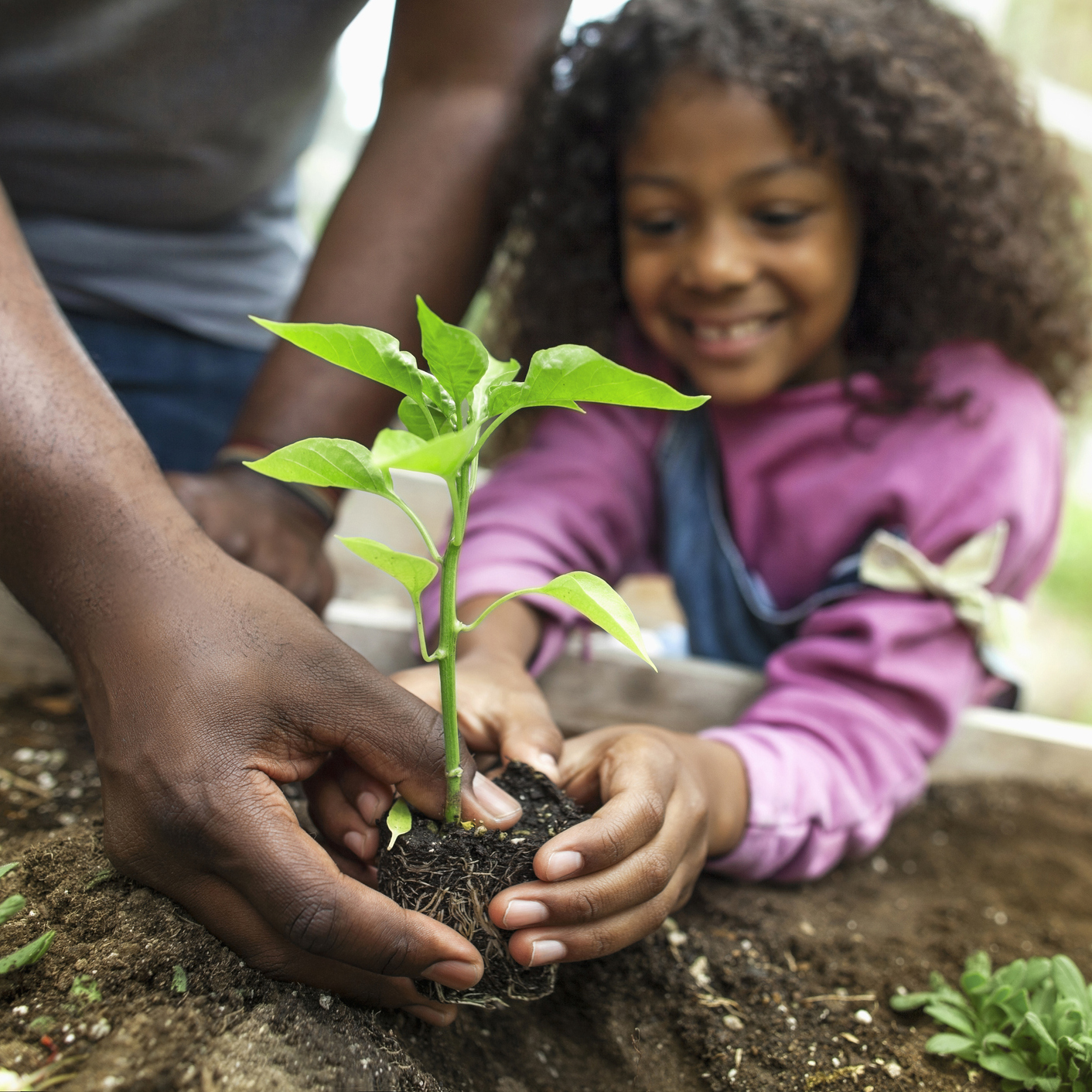 Child planting a plant with parent's assistance