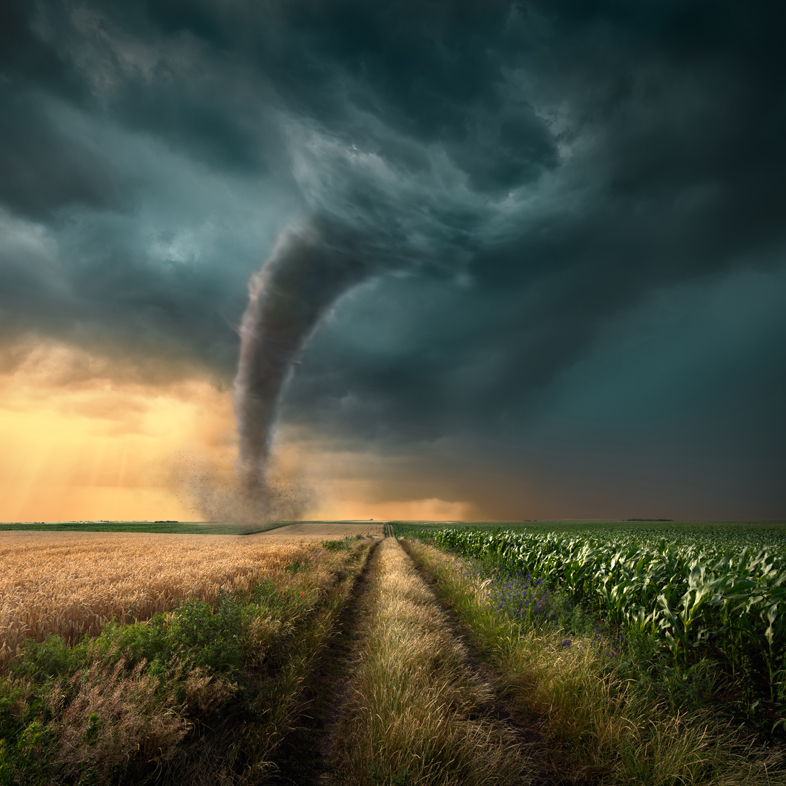 Tornado in corn field