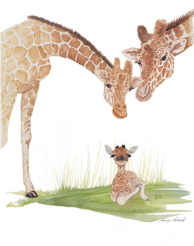 Baby giraffe with parents