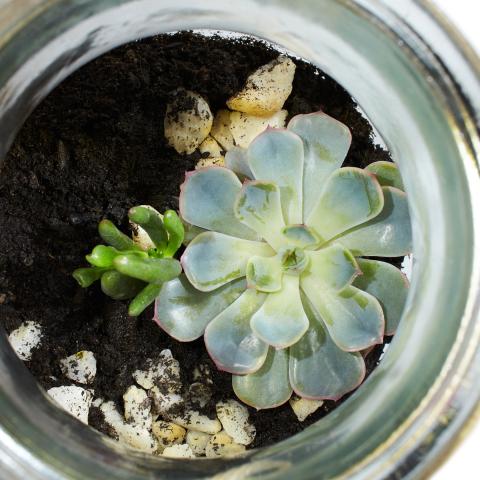 Succulent plant in a mason jar