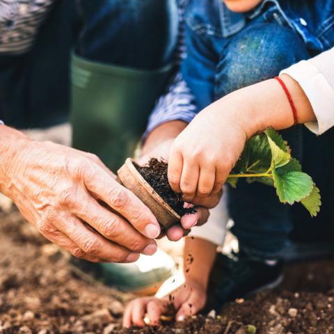 Hands planting a flower