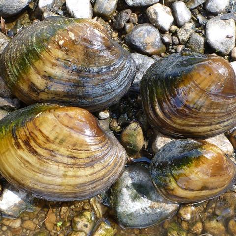 Mussels amongst stones in waterway