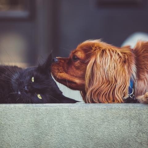 Dog with nose at cat's ear