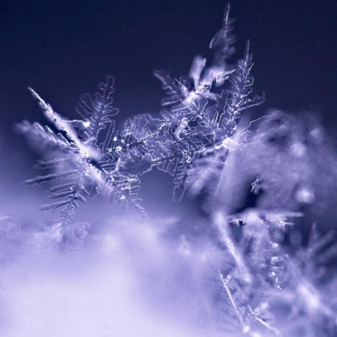 Magnified image of snowflakes on dark background