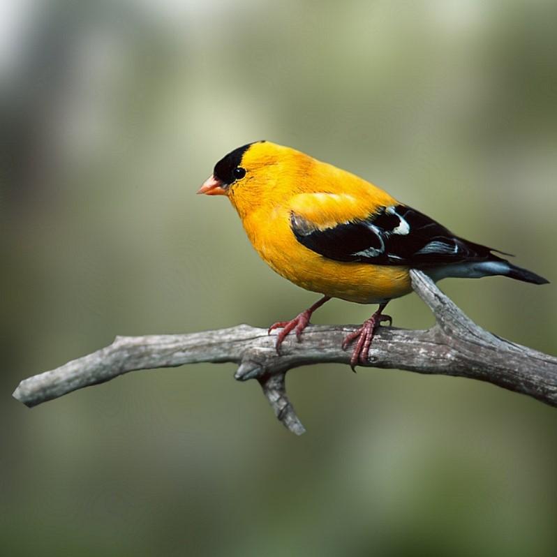 Goldfinch bird perched on branch