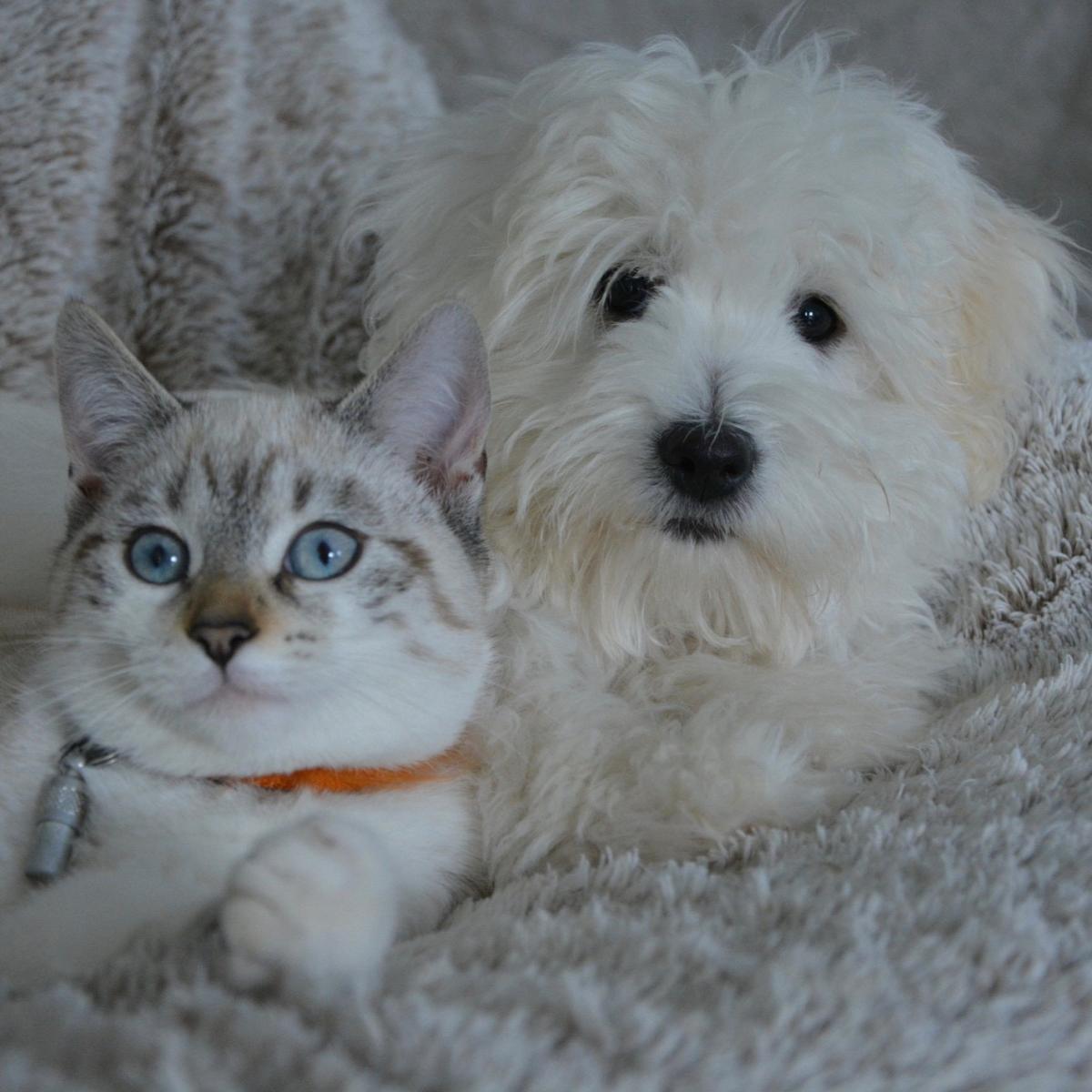 Dog and cat laying on throw