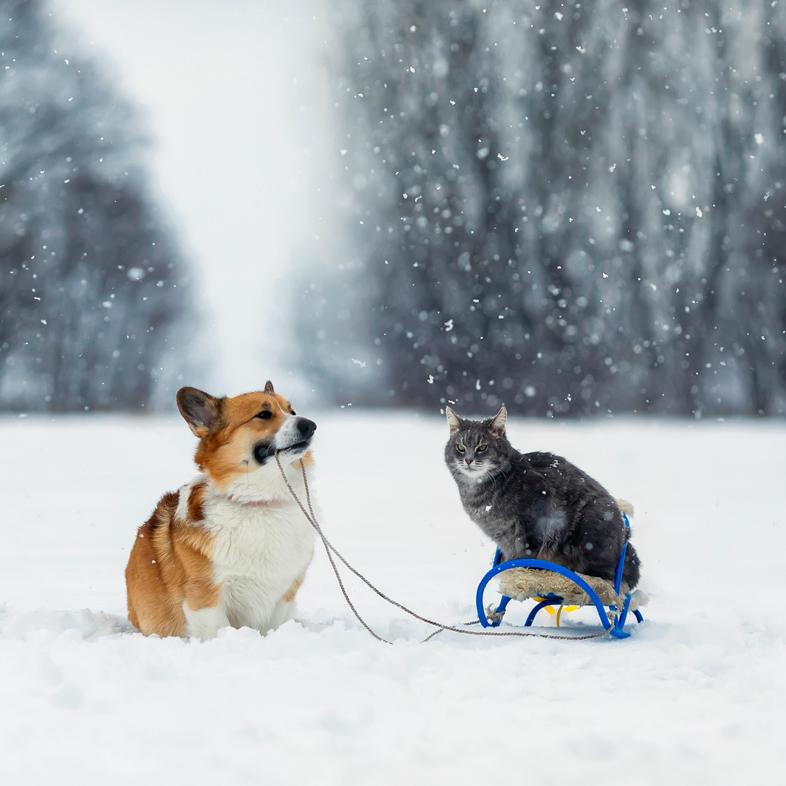 dog pulling cat on sled